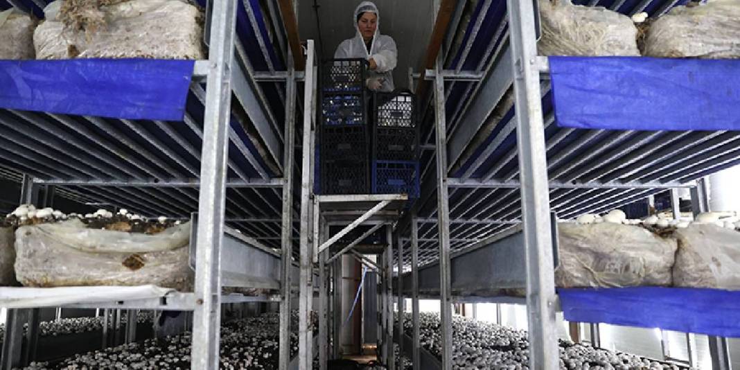 %55 hibeyle kurduğu tesis arı gibi işliyor: Günde 2, ayda 60 ton üretim yapıyor! 1